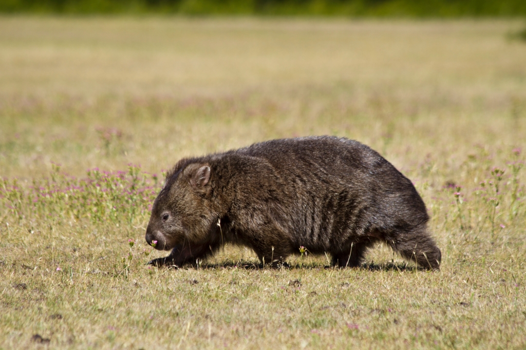 03 - Narawtapu NP (8).jpg